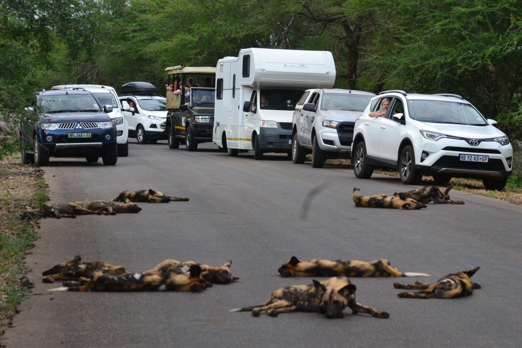 Yebo Safari Tents-Stay Inside Kruger Skukuza Exterior foto