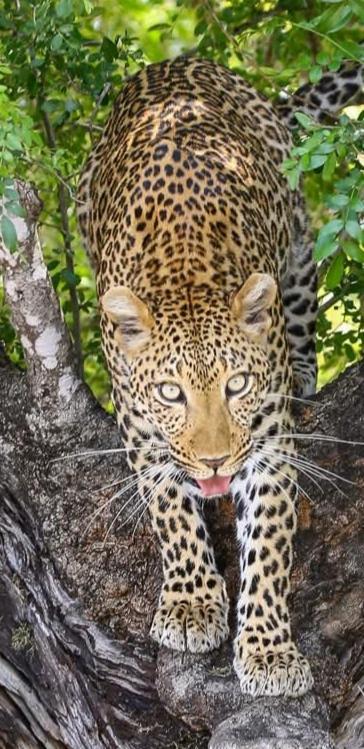 Yebo Safari Tents-Stay Inside Kruger Skukuza Exterior foto