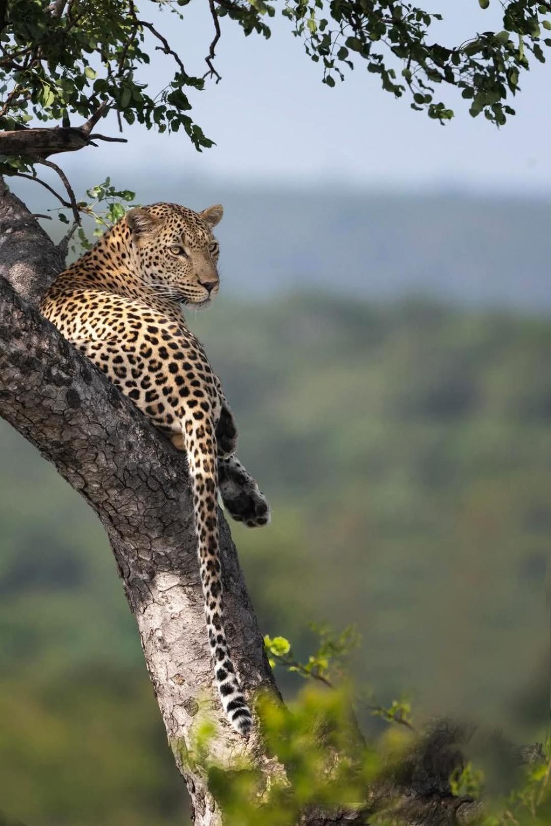Yebo Safari Tents-Stay Inside Kruger Skukuza Exterior foto